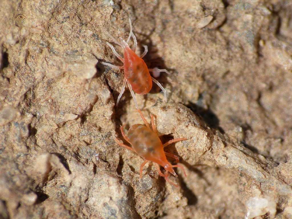 Colonia di acari Bdellidae - Tolfa (RM)
